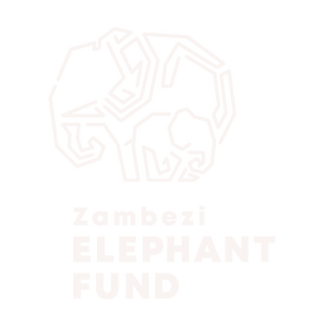 Event Home: ZEF 2026 TCS New York City Marathon